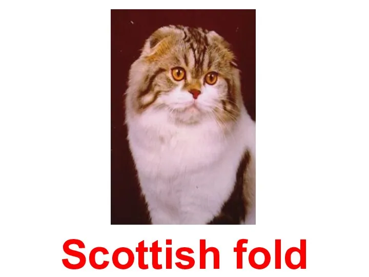 Scottish fold