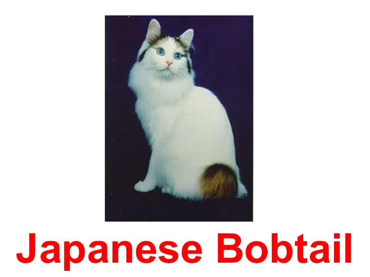 Japanese Bobtail