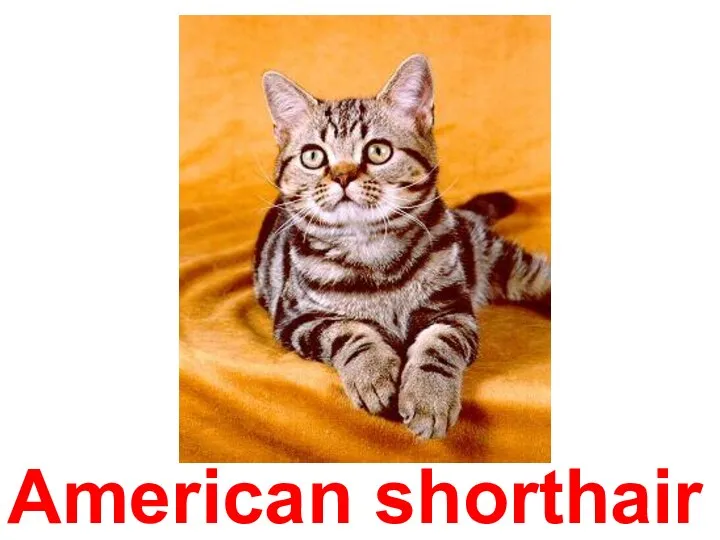 American shorthair