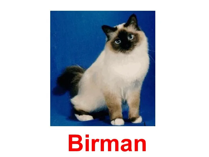 Birman