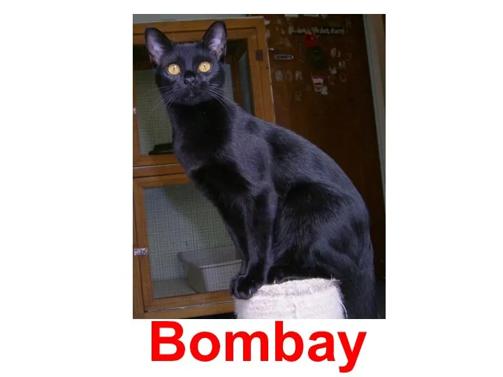 Bombay