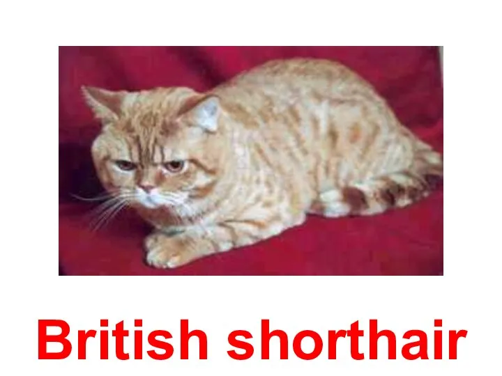 British shorthair