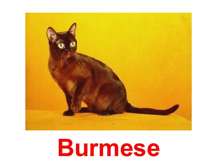 Burmese