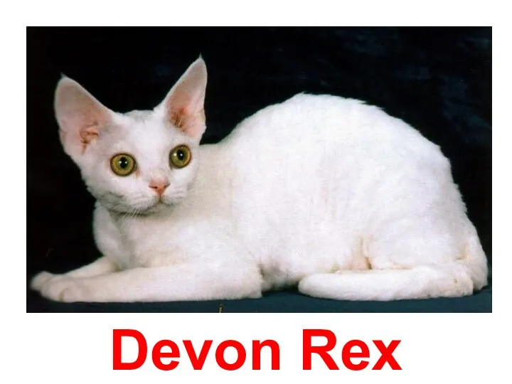 Devon Rex