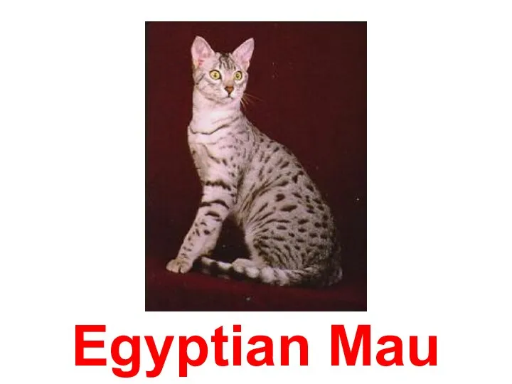 Egyptian Mau