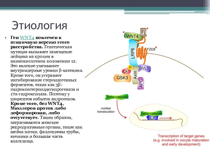 Этиология Ген WNT4 вовлечен в атипичную версию этого расстройства. Генетическая мутация вызывает