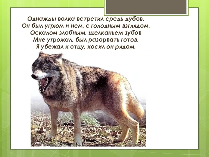 Однажды волка встретил средь дубов. Он был угрюм и нем, с голодным