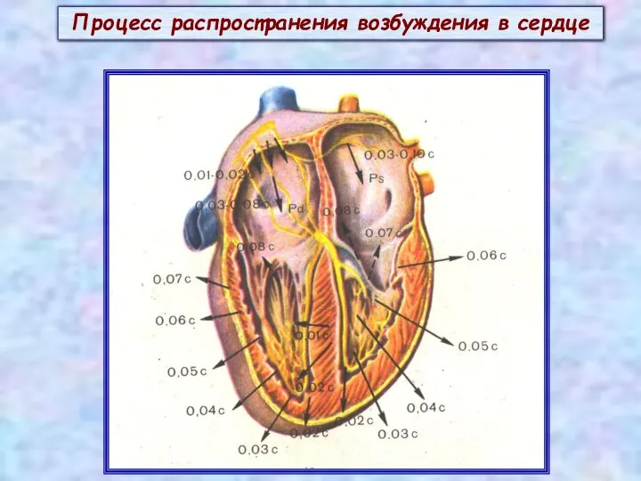 Процесс распространения возбуждения в сердце