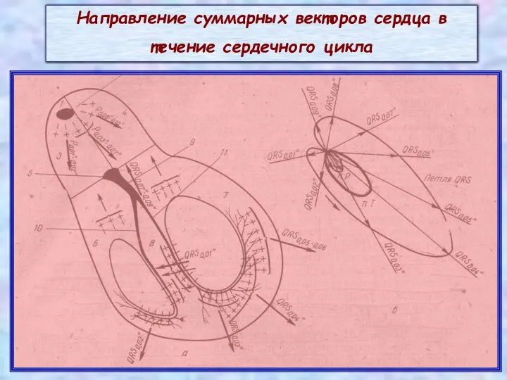 Направление суммарных векторов сердца в течение сердечного цикла