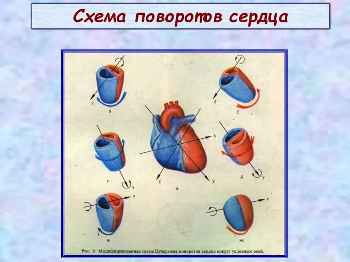 Схема поворотов сердца