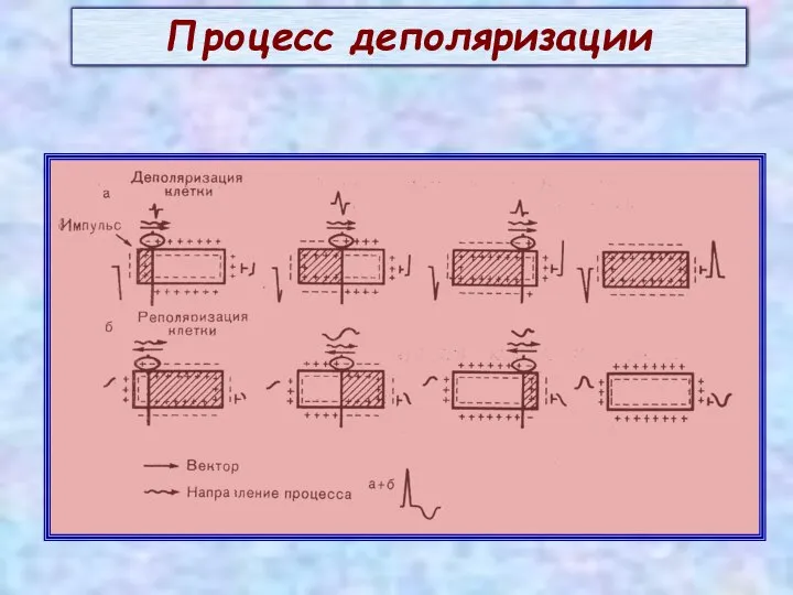 Процесс деполяризации