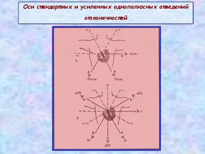 Оси стандартных и усиленных однополюсных отведений от конечностей