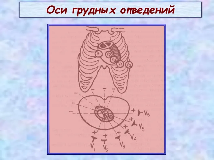 Оси грудных отведений