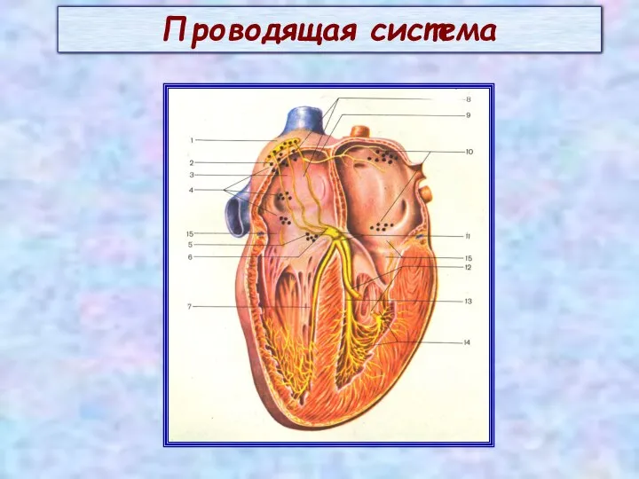 Проводящая система