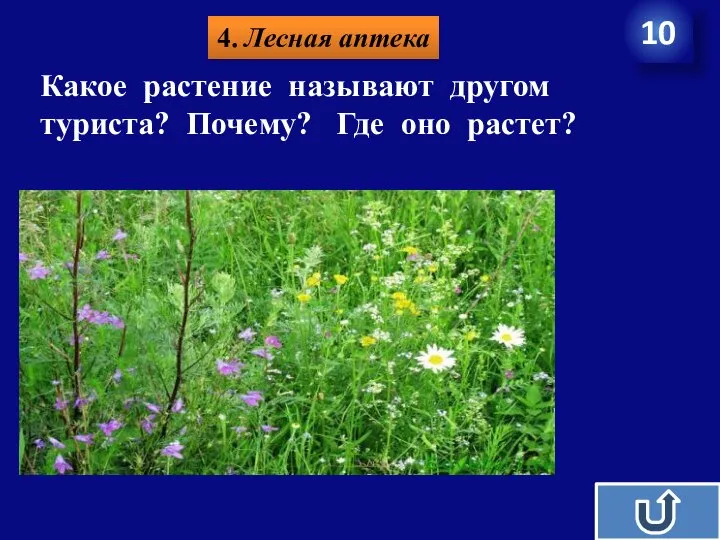 4. Лесная аптека 10 Какое растение называют другом туриста? Почему? Где оно растет?