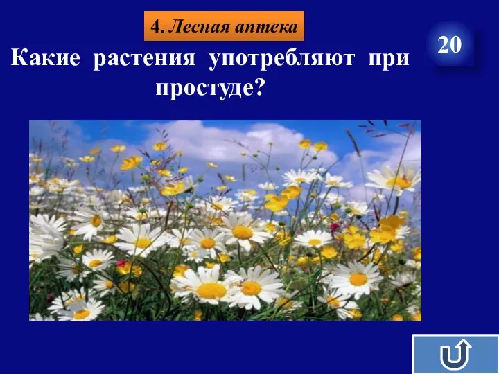 4. Лесная аптека 20 Какие растения употребляют при простуде?