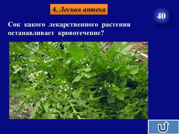 4. Лесная аптека 40 Сок какого лекарственного растения останавливает кровотечение?