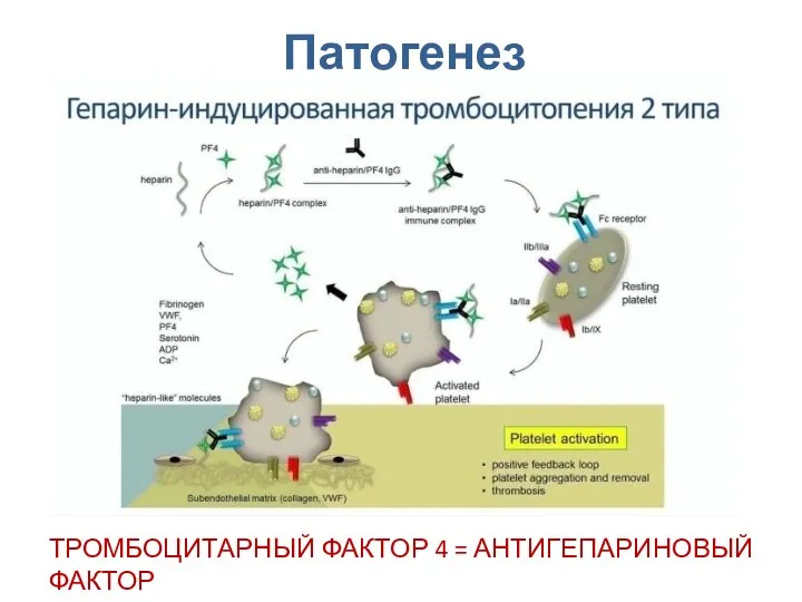 Патогенез ТРОМБОЦИТАРНЫЙ ФАКТОР 4 = АНТИГЕПАРИНОВЫЙ ФАКТОР