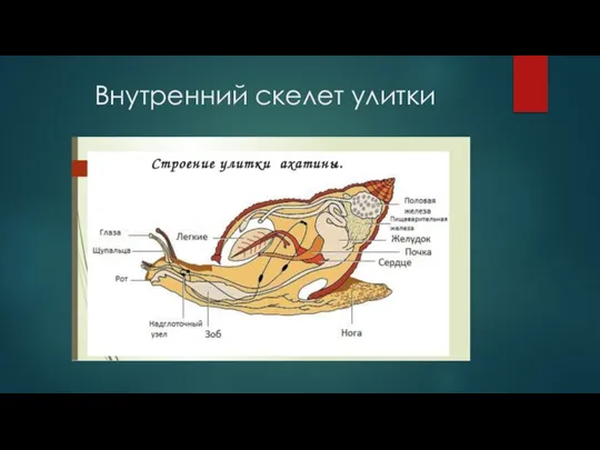 Внутренний скелет улитки