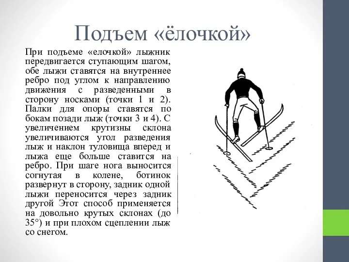 Подъем «ёлочкой» При подъеме «елочкой» лыжник передвигается ступающим шагом, обе лыжи ставятся