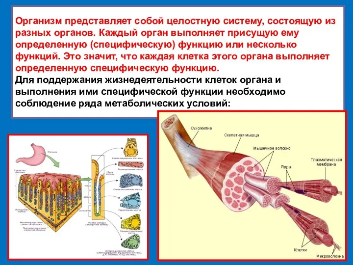 Организм представляет собой целостную систему, состоящую из разных органов. Каждый орган выполняет