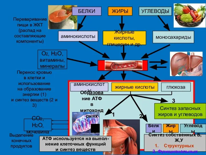 ЖИРЫ УГЛЕВОДЫ аминокислоты Жирные кислоты, глицерин и др. моносахариды О2, Н2О, витамины,
