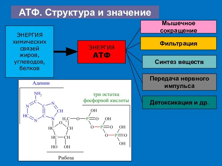 АТФ. Структура и значение ЭНЕРГИЯ химических связей жиров, углеводов, белков ЭНЕРГИЯ АТФ