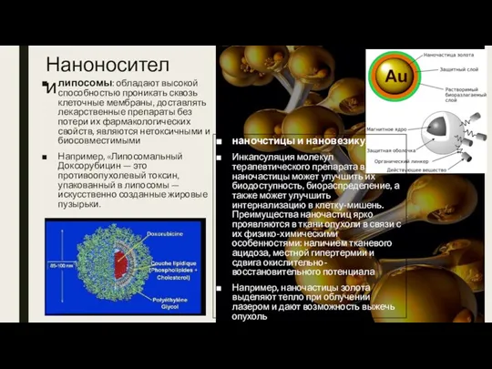 Наноносители липосомы: обладают высокой способностью проникать сквозь клеточные мембраны, доставлять лекарственные препараты