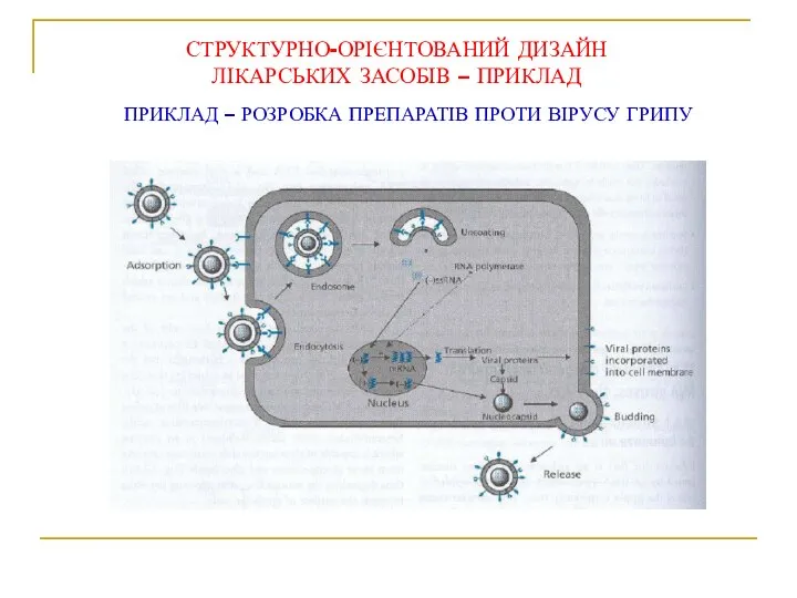 СТРУКТУРНО-ОРІЄНТОВАНИЙ ДИЗАЙН ЛІКАРСЬКИХ ЗАСОБІВ – ПРИКЛАД ПРИКЛАД – РОЗРОБКА ПРЕПАРАТІВ ПРОТИ ВІРУСУ ГРИПУ