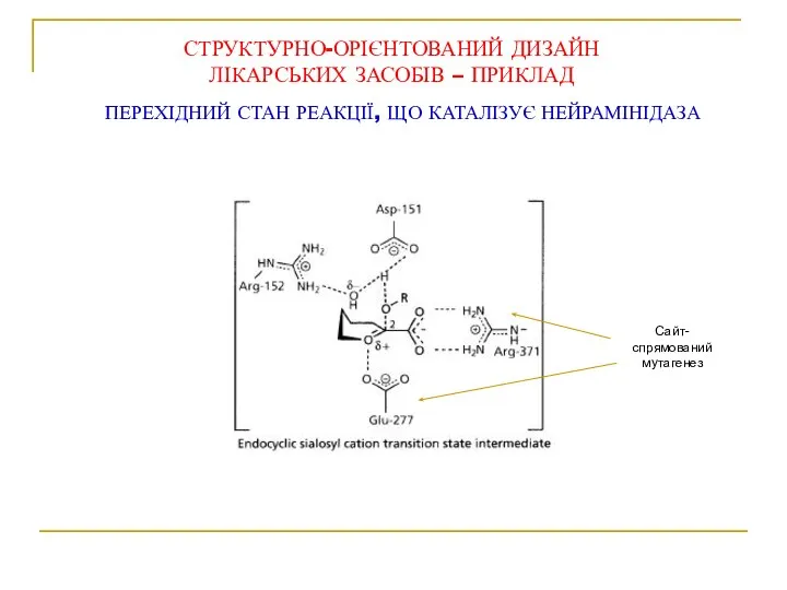 ПЕРЕХІДНИЙ СТАН РЕАКЦІЇ, ЩО КАТАЛІЗУЄ НЕЙРАМІНІДАЗА СТРУКТУРНО-ОРІЄНТОВАНИЙ ДИЗАЙН ЛІКАРСЬКИХ ЗАСОБІВ – ПРИКЛАД Сайт-спрямований мутагенез