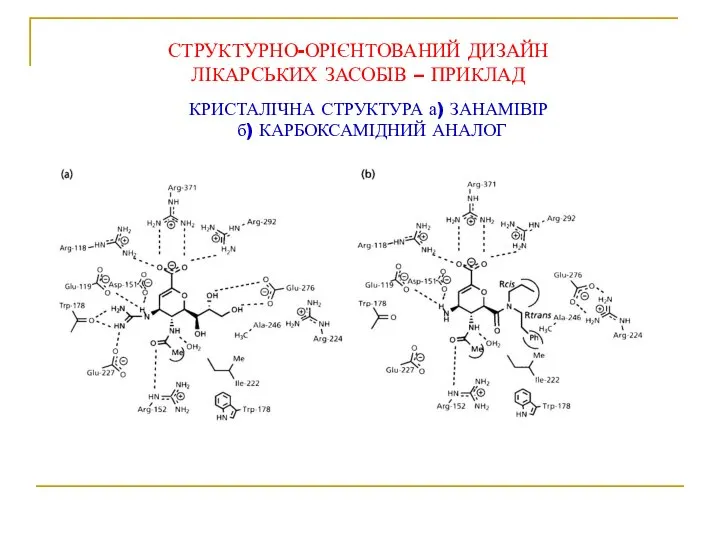 СТРУКТУРНО-ОРІЄНТОВАНИЙ ДИЗАЙН ЛІКАРСЬКИХ ЗАСОБІВ – ПРИКЛАД КРИСТАЛІЧНА СТРУКТУРА а) ЗАНАМІВІР б) КАРБОКСАМІДНИЙ АНАЛОГ