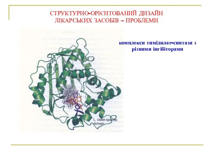 СТРУКТУРНО-ОРІЄНТОВАНИЙ ДИЗАЙН ЛІКАРСЬКИХ ЗАСОБІВ – ПРОБЛЕМИ комплекси тимідилат-синтази з різними інгібіторами