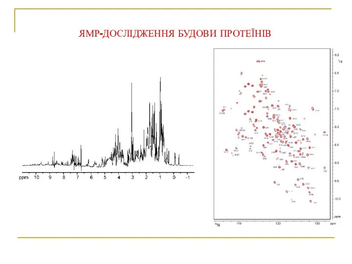 ЯМР-ДОСЛІДЖЕННЯ БУДОВИ ПРОТЕЇНІВ