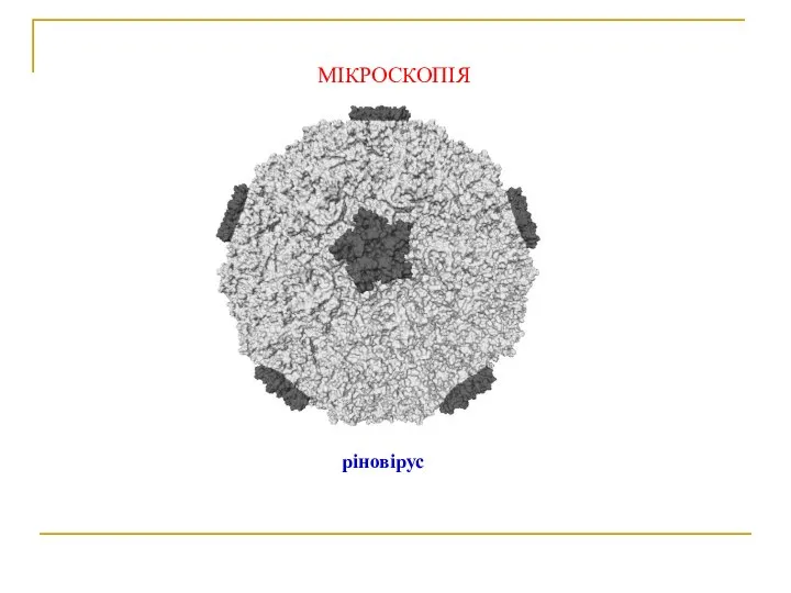 МІКРОСКОПІЯ ріновірус