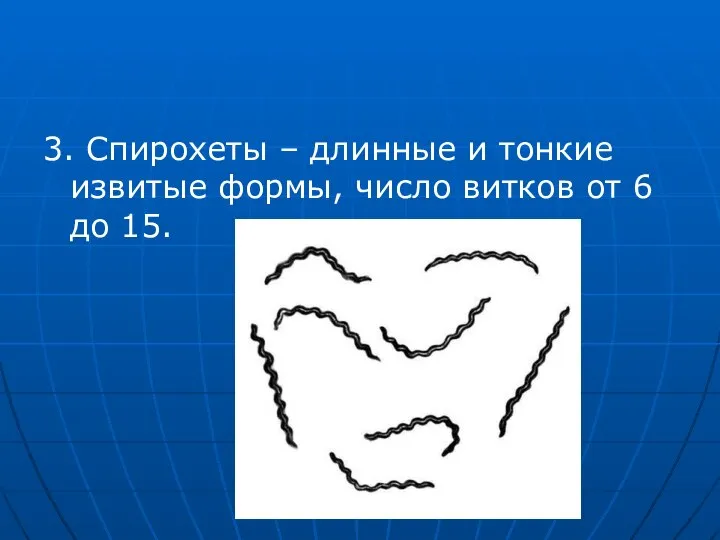 3. Спирохеты – длинные и тонкие извитые формы, число витков от 6 до 15.