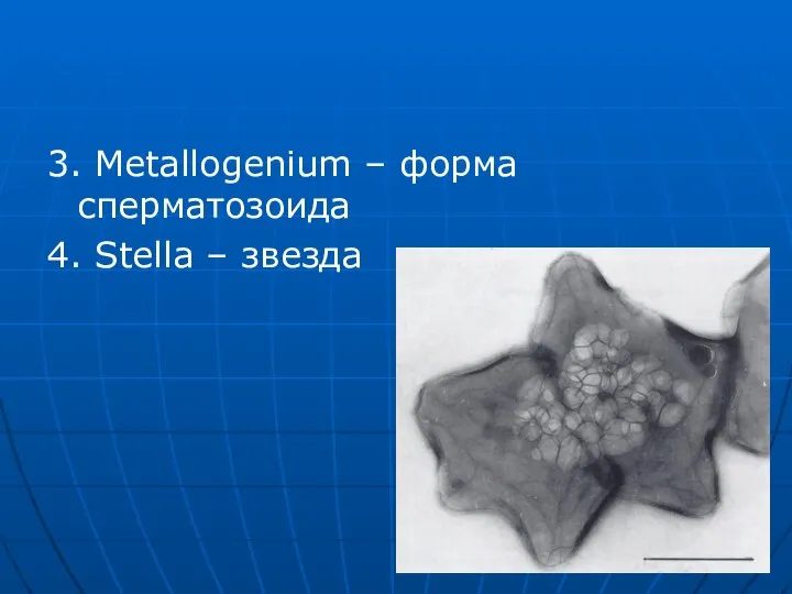 3. Metallogenium – форма сперматозоида 4. Stella – звезда