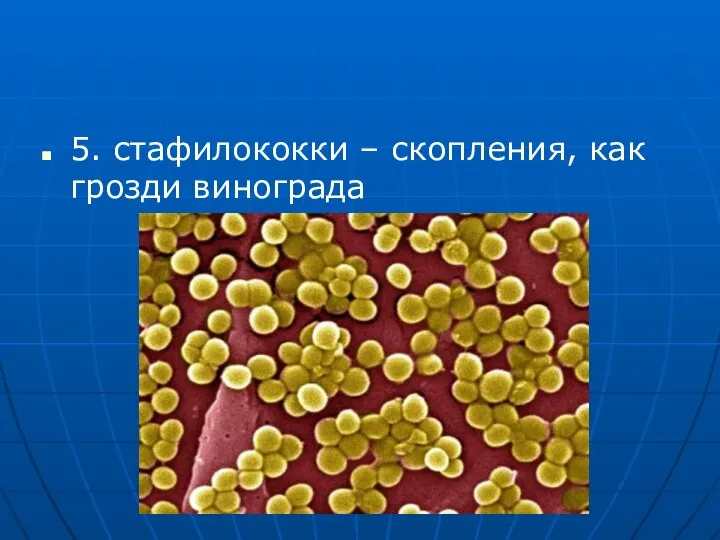 5. стафилококки – скопления, как грозди винограда