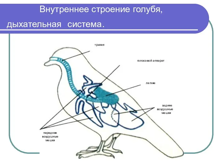 Внутреннее строение голубя, дыхательная система. трахея