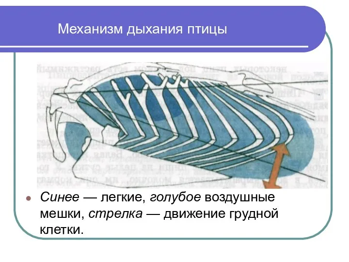 Механизм дыхания птицы Синее — легкие, голубое воздушные мешки, стрелка — движение грудной клетки.