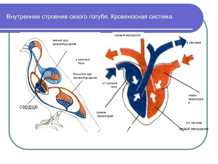Внутреннее строение сизого голубя. Кровеносная система. к легким от легких левый желудочек правый желудочек