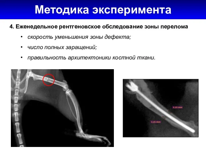 Методика эксперимента 4. Еженедельное рентгеновское обследование зоны перелома скорость уменьшения зоны дефекта;