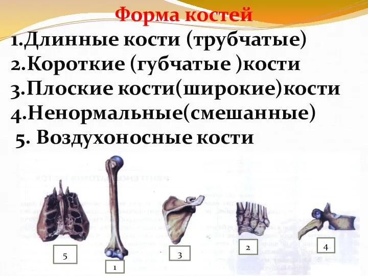 Форма костей 1.Длинные кости (трубчатые) 2.Короткие (губчатые )кости 3.Плоские кости(широкие)кости 4.Ненормальные(смешанные) 5.