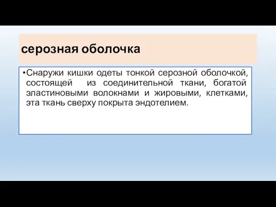 серозная оболочка Снаружи кишки одеты тонкой серозной оболочкой, состоящей из соединительной ткани,