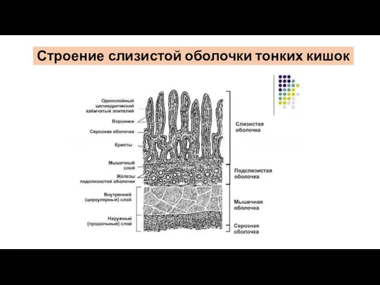 Строение слизистой оболочки тонких кишок