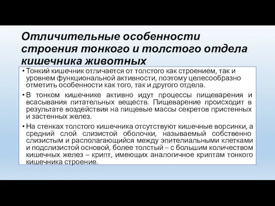 Отличительные особенности строения тонкого и толстого отдела кишечника животных Тонкий кишечник отличается