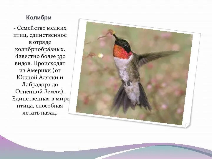 Колибри - Семейство мелких птиц, единственное в отряде колибриобра́зных. Известно более 330