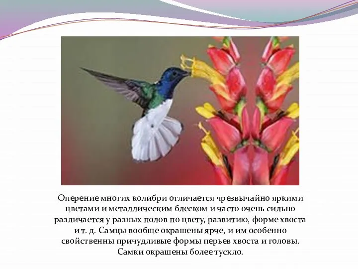 Оперение многих колибри отличается чрезвычайно яркими цветами и металлическим блеском и часто