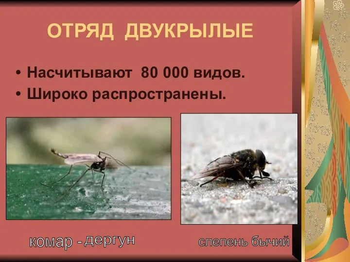 ОТРЯД ДВУКРЫЛЫЕ Насчитывают 80 000 видов. Широко распространены. дергун комар - слепень бычий