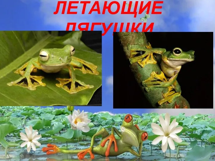 ЛЕТАЮЩИЕ ЛЯГУШКИ