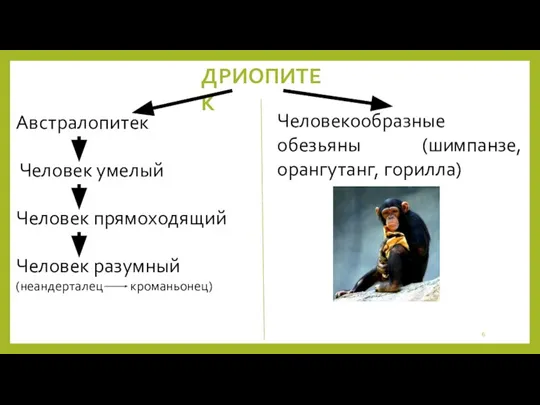 ДРИОПИТЕК Австралопитек Человек умелый Человек прямоходящий Человек разумный (неандерталец кроманьонец) Человекообразные обезьяны (шимпанзе, орангутанг, горилла)